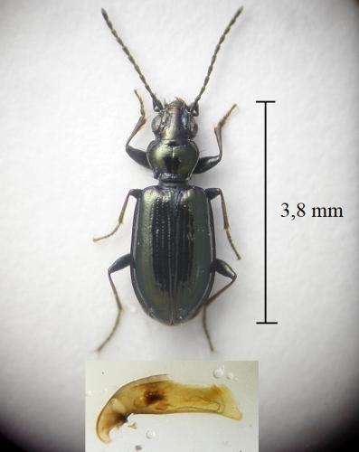 Bembidion corsicum